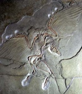 ptica dinosaur arheopteriks